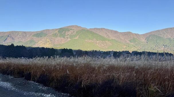 仙石原すすき草原6 仙石原すすき草原,すすき,青空の写真素材