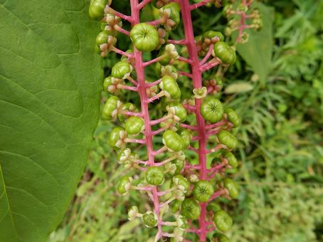 【植物写真】ヨウシュヤマゴボウ 【植物写真】ヨウシュヤマゴボウの写真