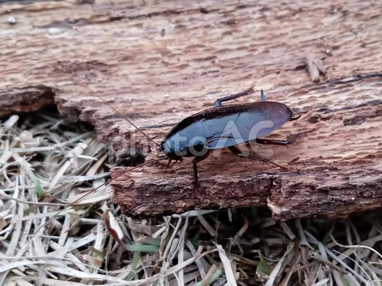 ゴキブリ ゴキブリ,アブラムシ,昆虫の写真素材