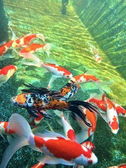 金魚 ペット,金魚,魚の写真素材