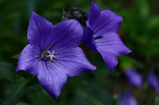 Photo, campanulaceae, flower, bellflower family, 