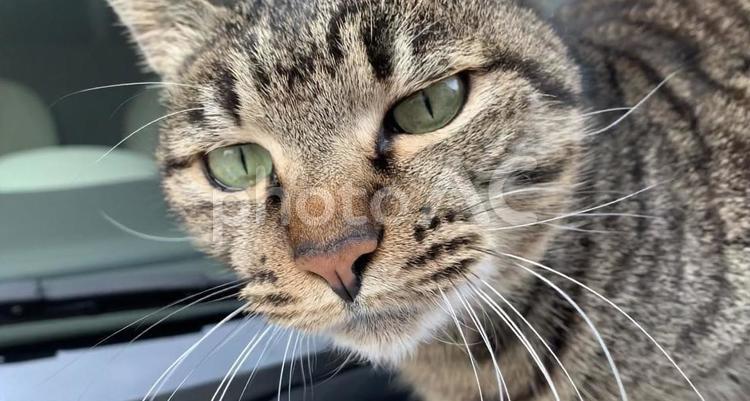 ドヤ顔をするみーちゃん ネコ,ねこ,変顔の写真素材