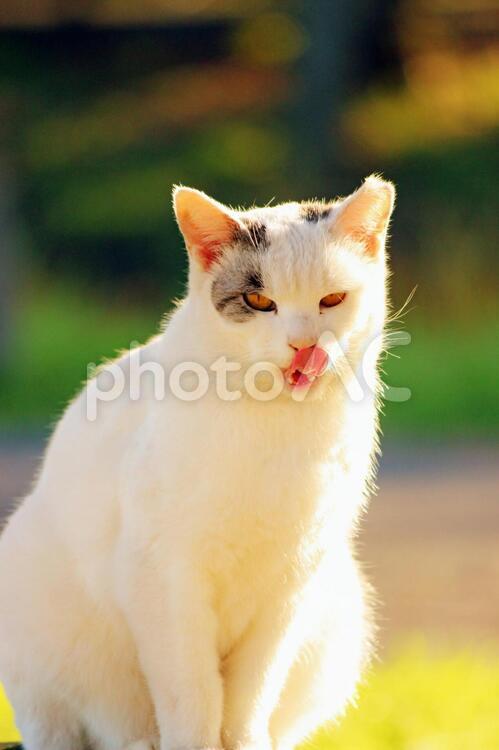 舌を出している野良猫 野良猫,親猫,ノラの写真素材