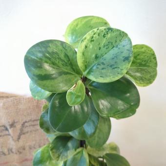 観葉植物 ペペロミア斑入り 鉢植え4号鉢 観葉植物 ペペロミア斑入り 鉢植え4号鉢の写真