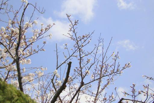 満開の桜 満開,桜,ソメイヨシノの写真素材