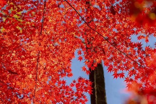 秋の紅葉 紅葉,秋,背景の写真素材