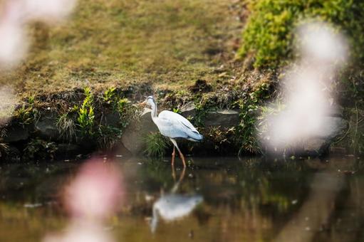 枝垂れ桜の間から見たアオサギ 枝垂れ桜の間から見たアオサギ 3月,4月,春の写真素材
