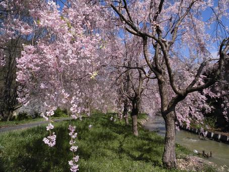 しだれ桜の木 しだれ桜の木の写真