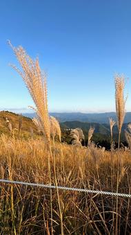 秋の高原の美しいススキ① ススキ,高原,秋の写真素材