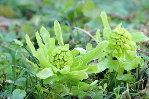 フキノトウ　春の訪れ フキノトウ,山菜,春の写真素材