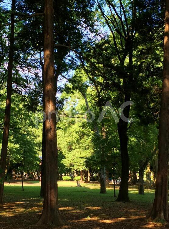 公園の風景４ 公園,風景,自然の写真素材