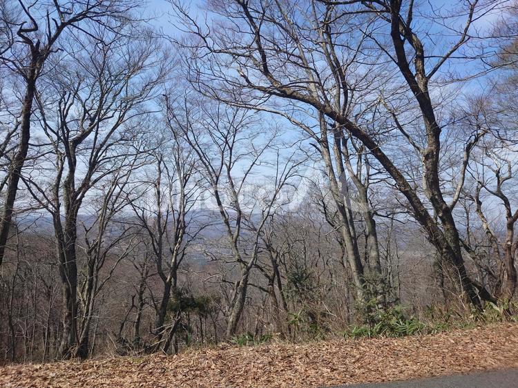 葉の落ちた広葉樹林 臥龍山,山,林の写真素材