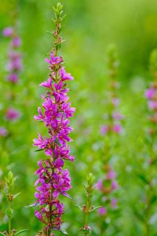 Photo, flower, plant, miso haagi, 