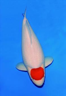 錦鯉9 錦鯉9の写真