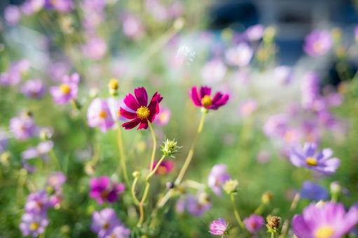 秋桜畑 秋桜畑の写真