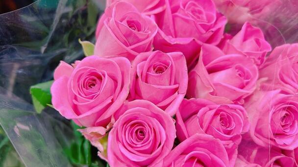 濃いピンク色のバラのブーケ バラ,綺麗,美しいの写真素材