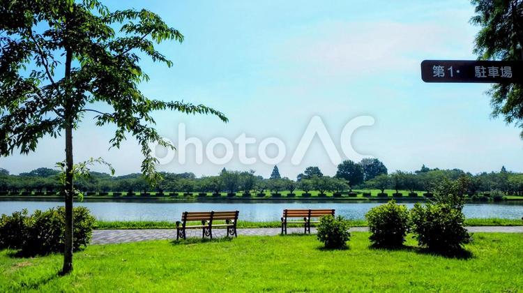 夏の水元公園・緑の草木＆小合溜（葛飾区） 夏,水元公園,池の写真素材