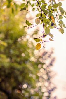 秋色の葉 秋,紅葉,葉の写真素材