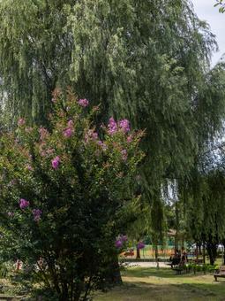 柳と咲き誇る花の公園 公園,自然,風景の写真素材