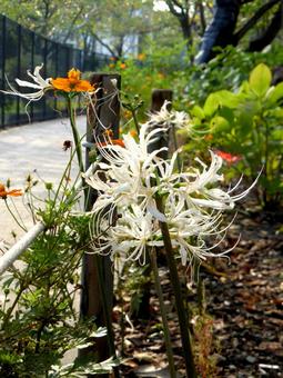 道沿いの花壇に咲く白いヒガンバナ ヒガンバナ,花,植物の写真素材