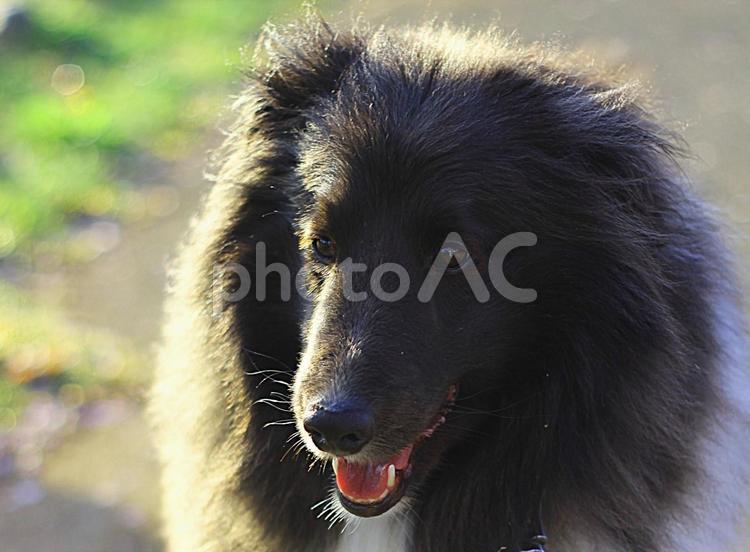 新緑とお散歩中のわんこ（シェルティー） 犬,動物,ペットの写真素材