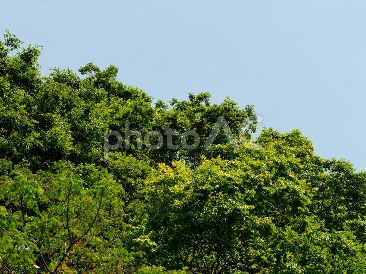 青空と樹木の背景素材 青空,樹木,葉の写真素材