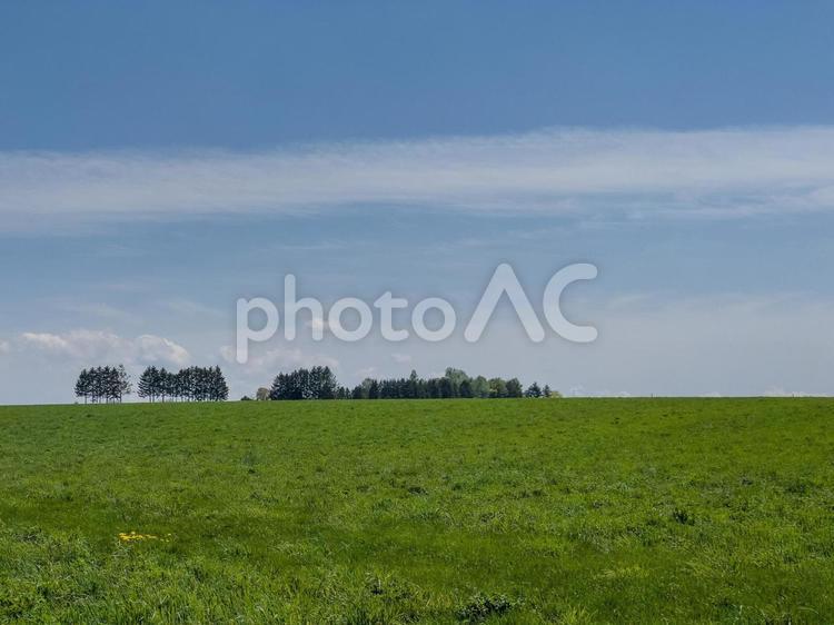 春の牧草地と樹々 春,牧草地,草地の写真素材