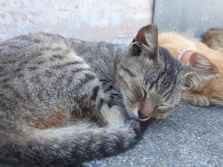 Photo, cat, stray cat, tiny, 