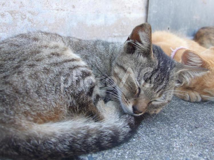 猫のお昼寝タイム 猫,ネコ,野良猫の写真素材