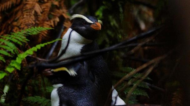 森の中のフィヨルドランドペンギン 森の中のフィヨルドランドペンギンの写真