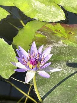 睡蓮 睡蓮 花,睡蓮,ビオトープの写真素材