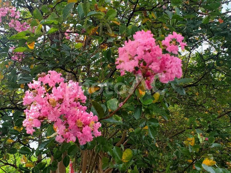 庭園の百日紅　夏に咲く鮮やかなピンクの花 ピンクの花,百日紅,サルスベリの写真素材