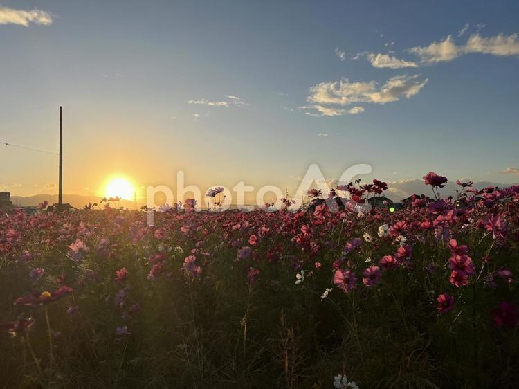 コスモスと夕日 コスモス,秋桜,コスモス畑の写真素材