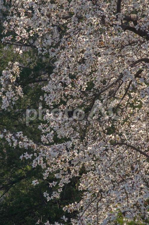 東京港区南青山2丁目の風景 自然,散歩,南青山2丁目の写真素材
