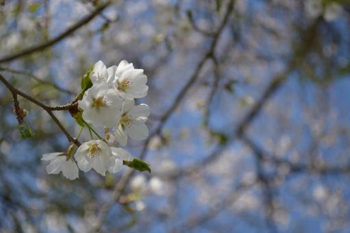 桜咲くの写真
