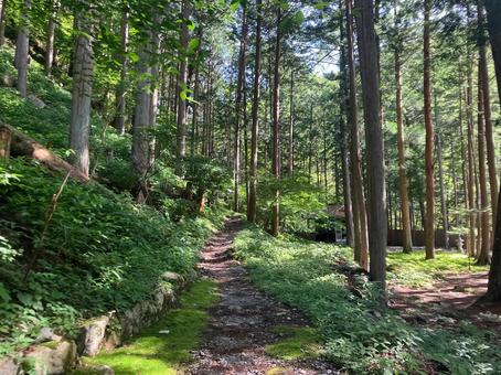 夏の悪沢岳へ登山4 夏の悪沢岳へ登山4の写真