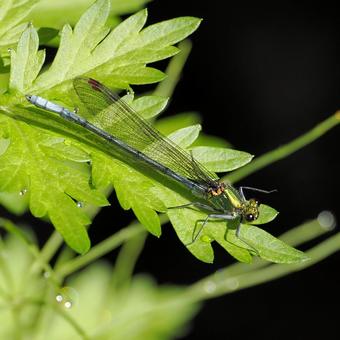 アサヒナカワトンボ アサヒナカワトンボ アサヒナカワトンボ,トンボ,蜻蛉の写真素材