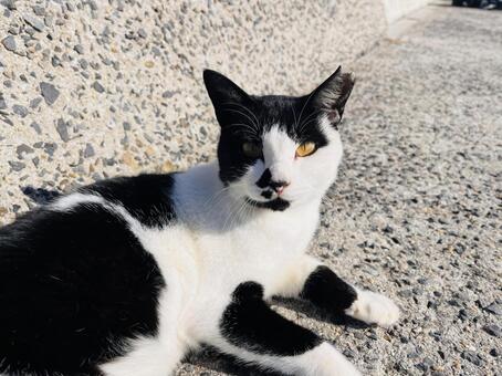 白黒のにゃんこ ネコ,ねこ,動物の写真素材