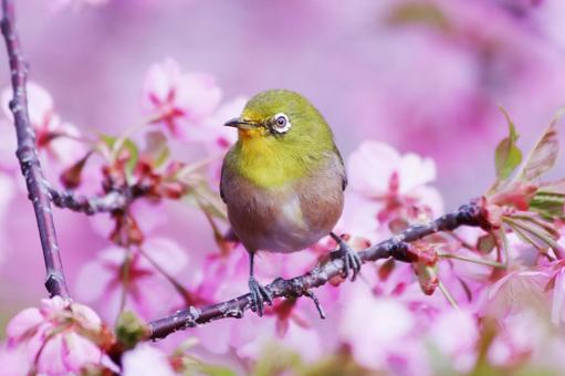 満開の河津桜と可愛いメジロ 桜,メジロ,春の写真素材