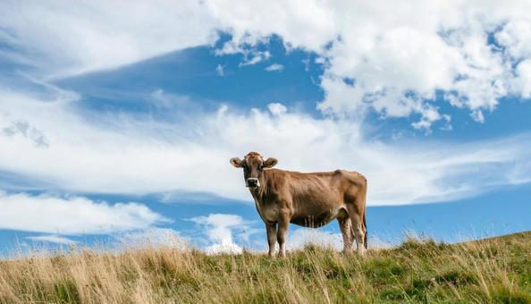 牧草地に立つ牛の写真