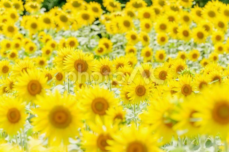 一面に咲くひまわりの海 向日葵,花,花びらの写真素材