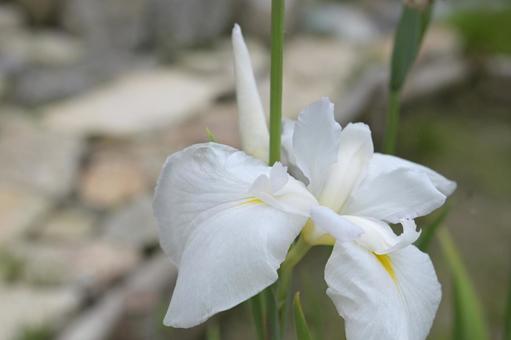 White irises blooming in the garden's biotope, JPG White irises blooming in the garden's biotope, JPG