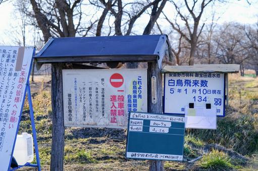 御宝田遊水地 白鳥の群れ飛来数 御宝田遊水地 白鳥の群れ飛来数の写真