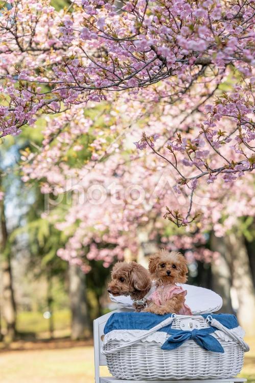 桜とトイプードル トイプードル,トイプー,春の写真素材