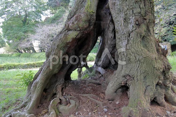 長崎の大村公園の木のうろ 風景,自然,木の写真素材