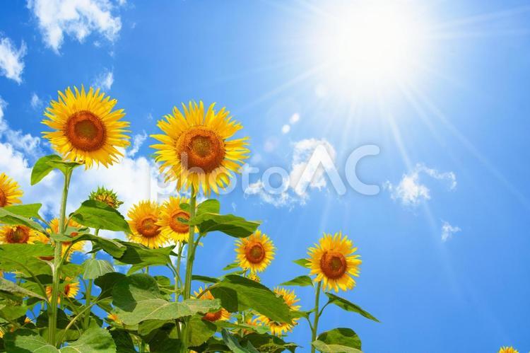 夏の青空に咲く元気なひまわり 23 ヒマワリ,夏空,ひまわりの写真素材