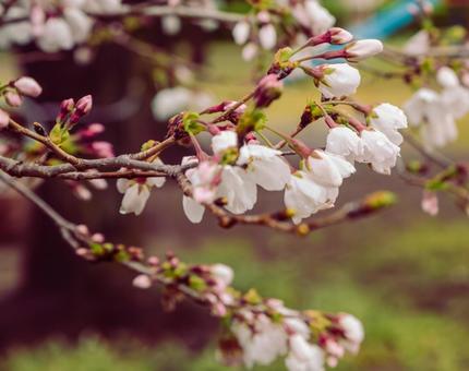 ソメイヨシノ桜ー26の写真