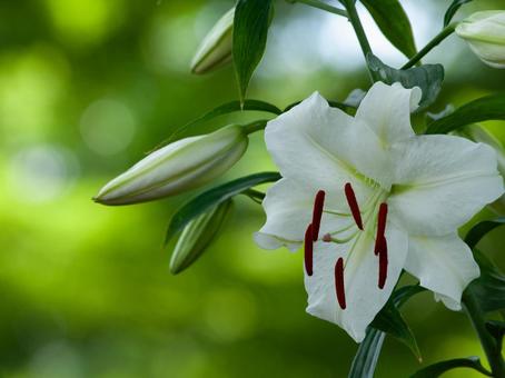 ユリと蕾 ユリと蕾 ユリ,白ユリ,花の写真素材