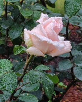 雨上がり、ピンクの薔薇 雨上がり、ピンクの薔薇 薔薇,バラ,花の写真素材