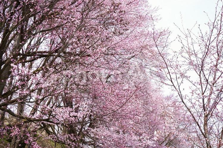 満開の桜の木 桜,花,木の写真素材